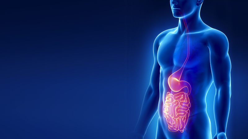 Gastroenterology digestive system illustration